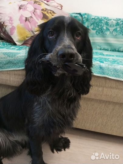 Спаниэль для вязки