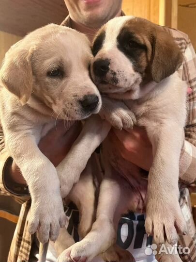 Щенки сенбернара девочки