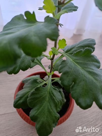 Хризантема шаровидная в горшке. Домашнее растение