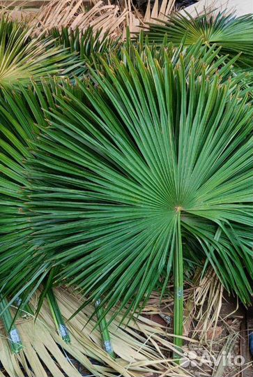 Листья веерной пальмы