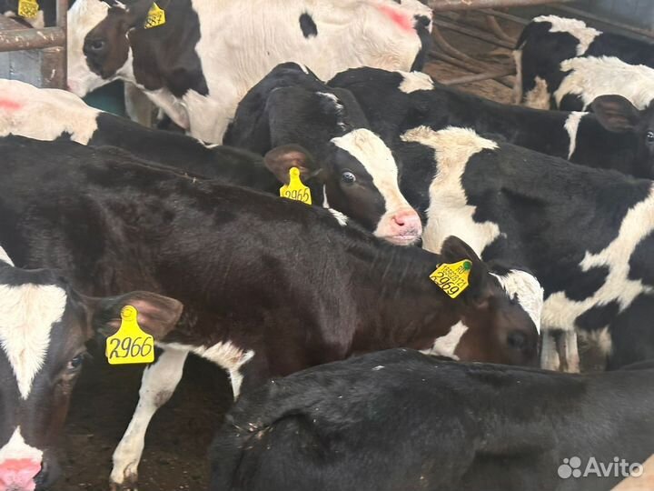 Бычки мясного направление бесплатная доставка