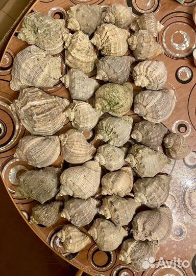 Ракушки морские для поделок и статуэтка сувенир