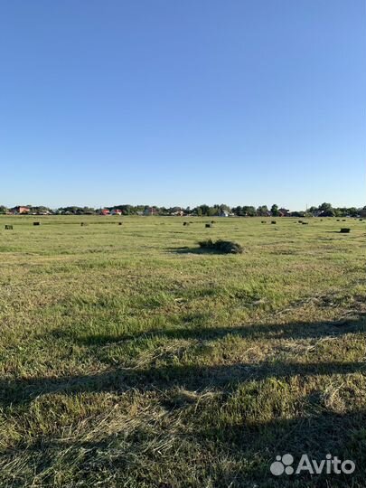 Сено в тюках 2024 год