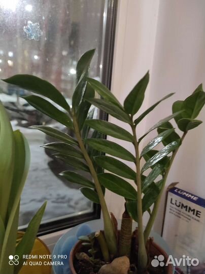 Долларовое дерево