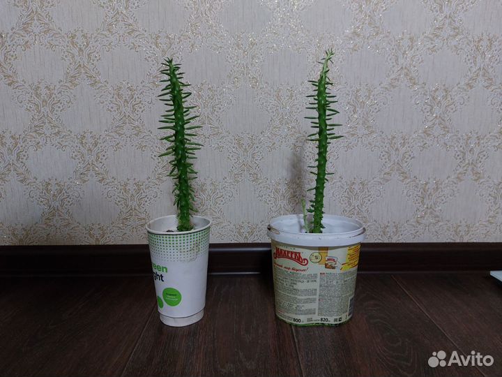 Кактус Аустроцилиндропунция