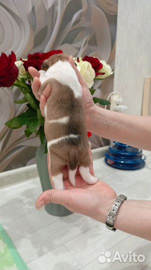 Джек рассел щенки