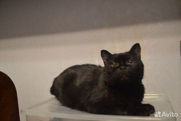 Добрая кошка