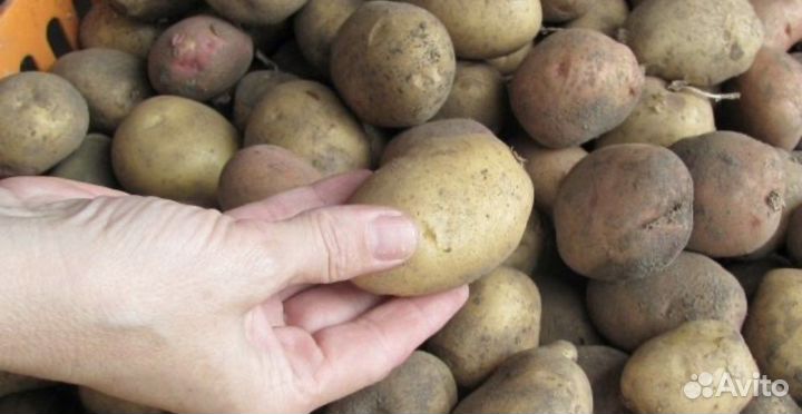 Семенной картофель