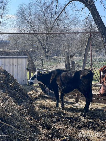 Корова стельная и тёлочки