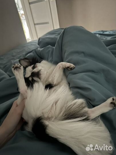 Вязка чихуахуа кобель