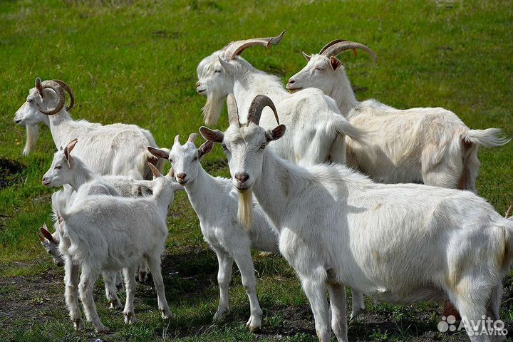 Продаются козы