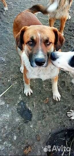 Собака стерилизованная