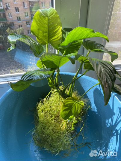 Куст анубиса