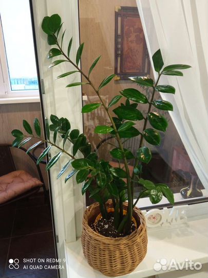 Замиокулькас