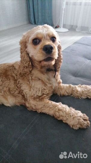 Передержка собак