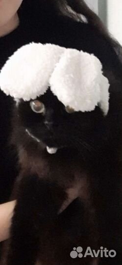 Ушки для кота