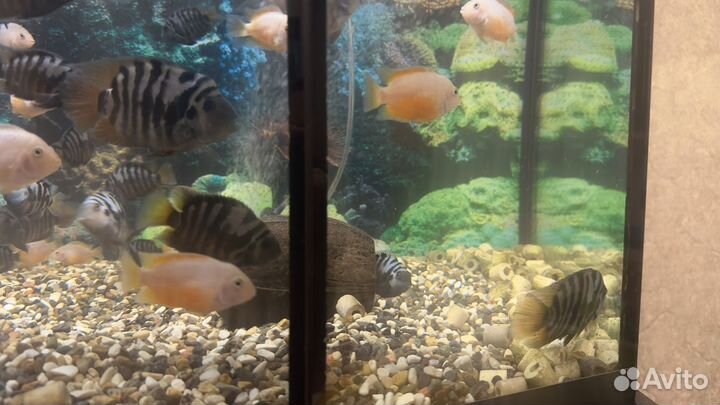 Аквариумные рыбки