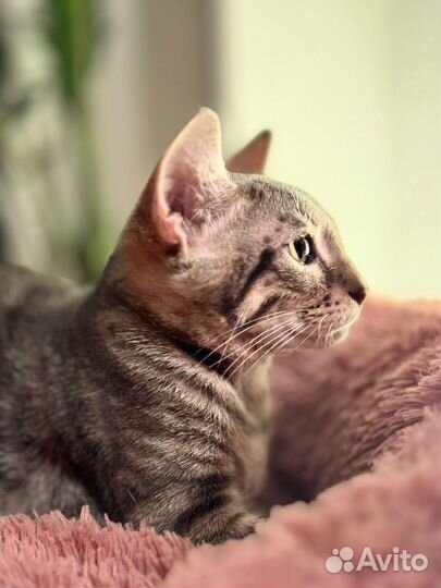 Серый шпротик котёнок,табби(кот) 4 мес