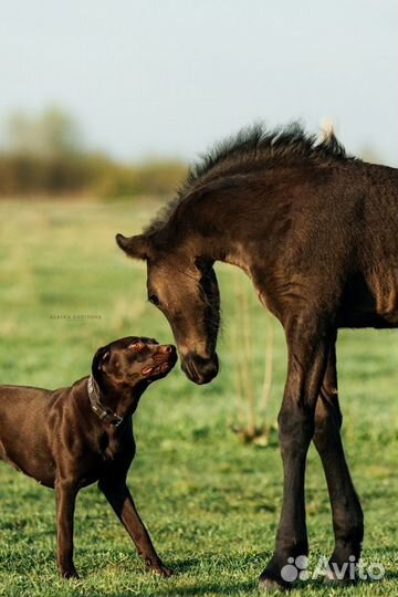 Фризский жеребчик на продажу