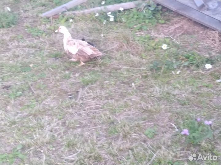 Утка-наседка с 3мя утятами (семьёй) цена за всех