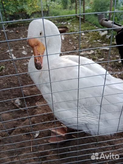 Гусак на племя