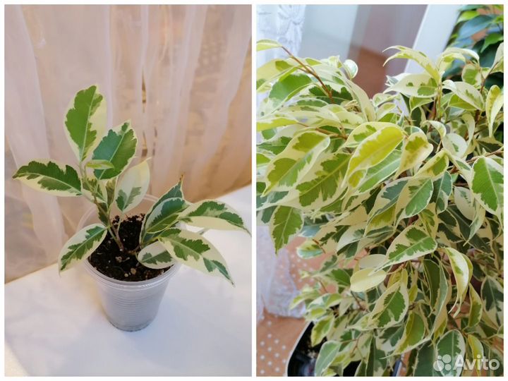 Фикусы Мунлайт, Де гантель, Неон