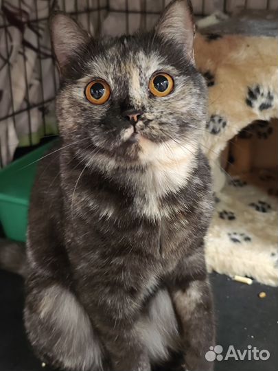 Британская кошка