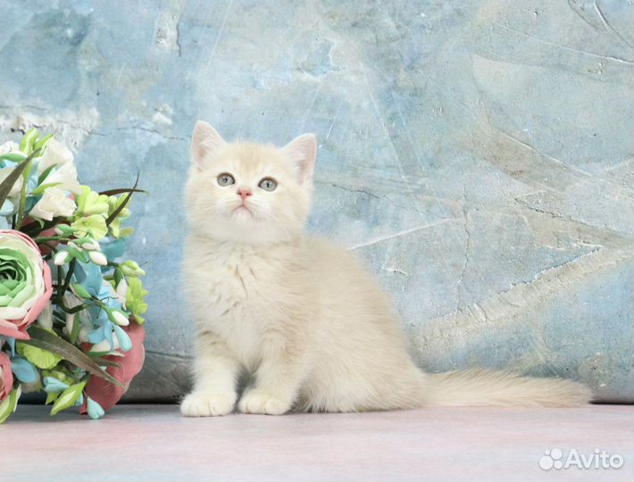 Кошка лиловая золотая шиншилла су12 зеленые глаза