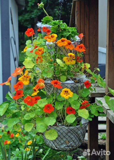 Рассада цветов