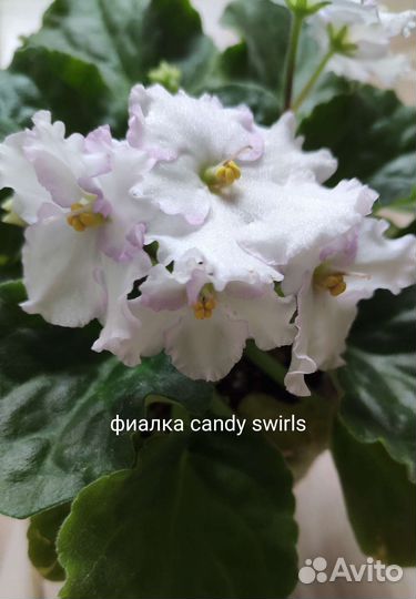 Сортовые фиалки