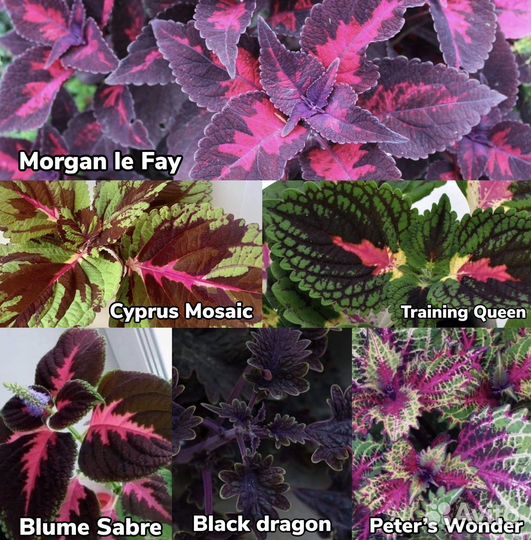 Колеусы сортовые