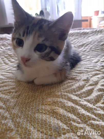 Котенок с лисьей мордочкой