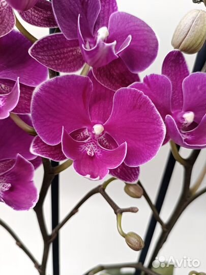 Орхидея Биг Лип мультифлора