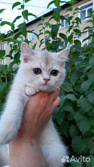 Британская золотая шиншилла