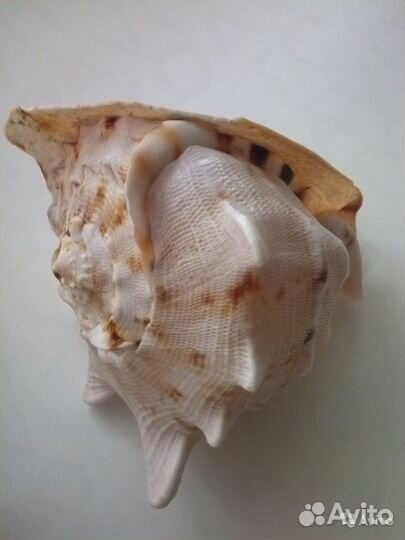 Морские раковины