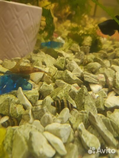 Улитка Хелена