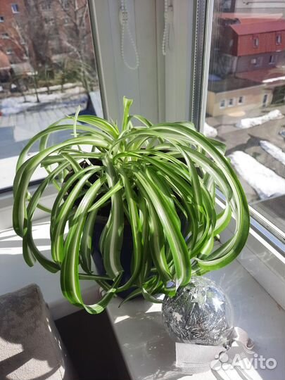 Хлорофитум бонни кучерявый