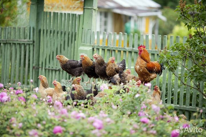 Куры несушки