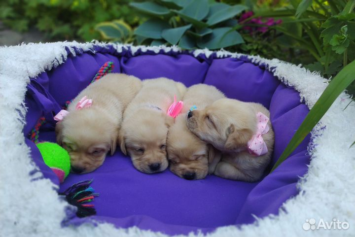 Щенки лабрадора РКФ