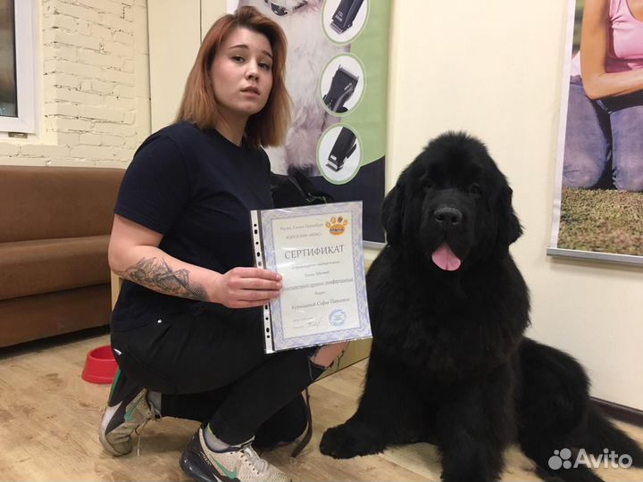 Груминг гигантских и крупных пород собак