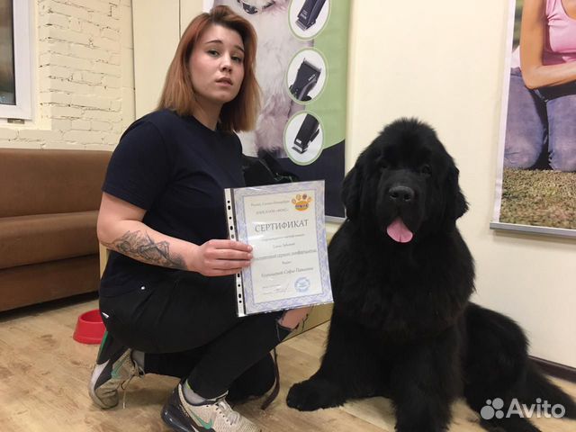 Груминг гигантских и крупных пород собак