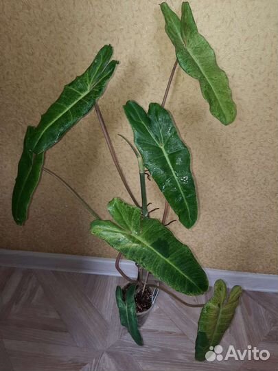 Филодендрон billietiae Paradiso verde(мраморный)