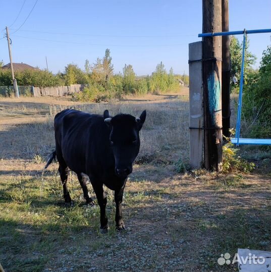 Тёлка стельная
