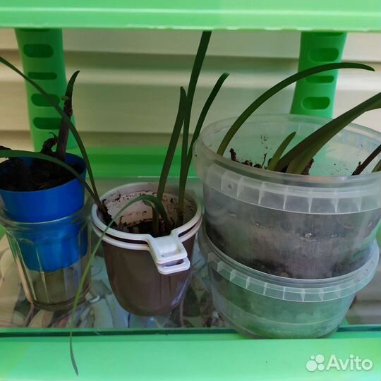 Зефирантес выскочка розовый