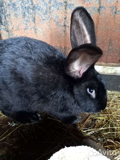 Кролик самец