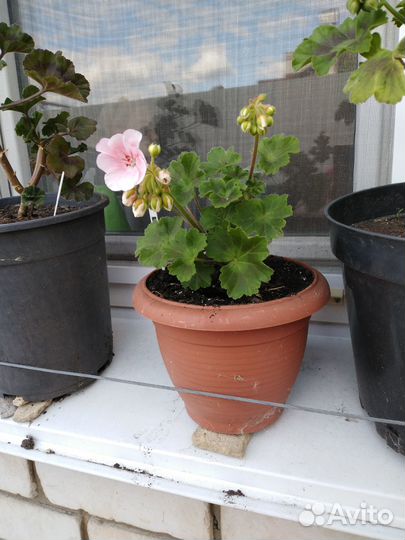 Продам герань PAC Salmon Komtess