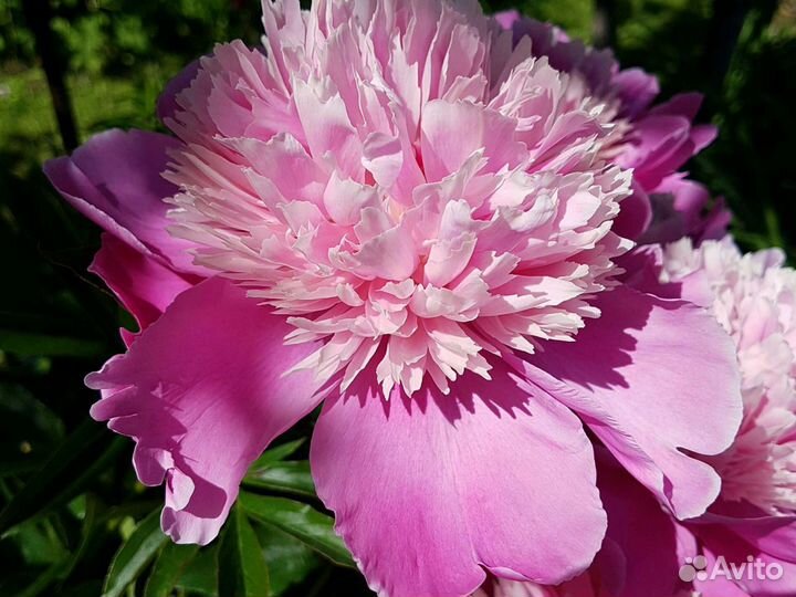 Пион Эдулис Суперба