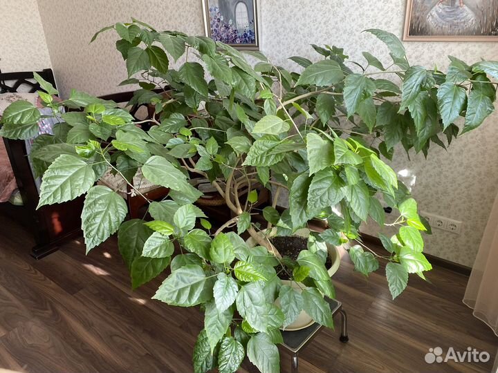 Гибискус Китайская Роза