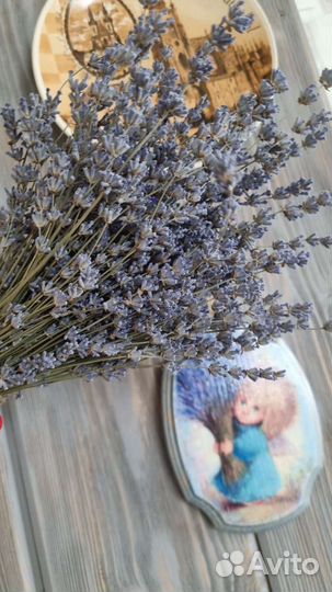 Лаванда сухоцвет