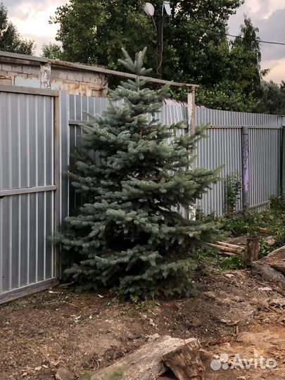 Ель голубая